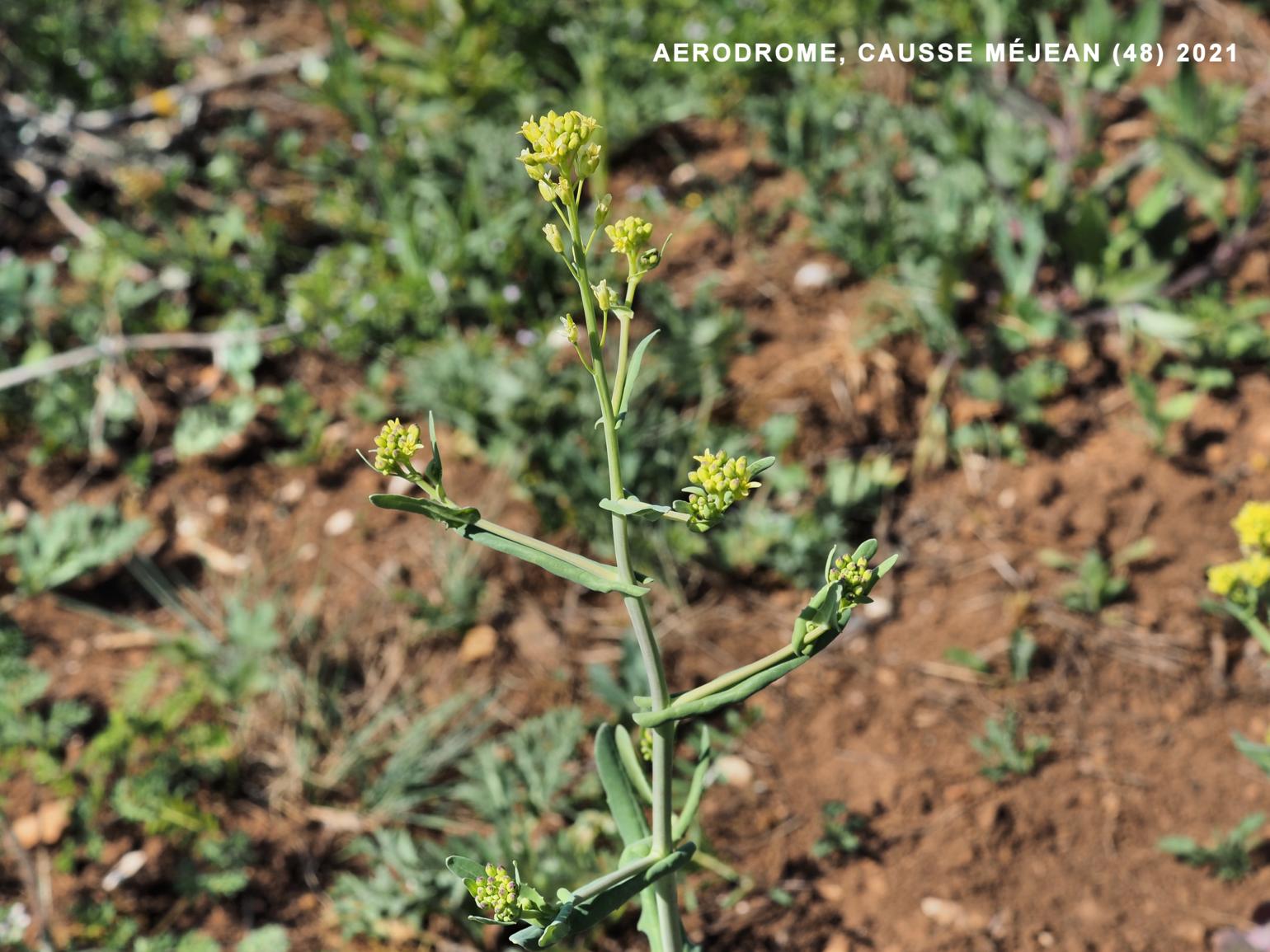 Hare's-ear Cabbage